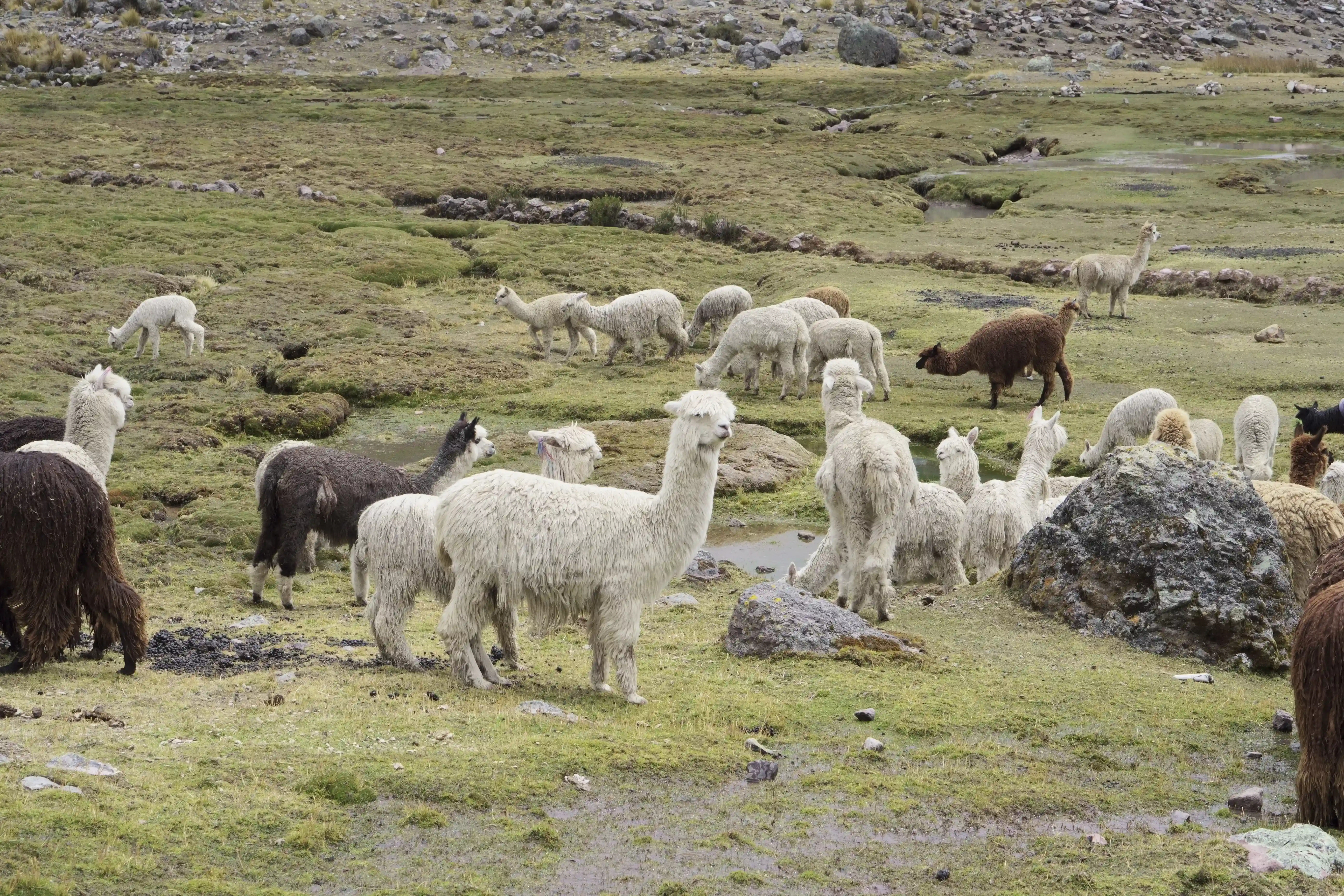 Aramayu alpaca jersey in Cusco
