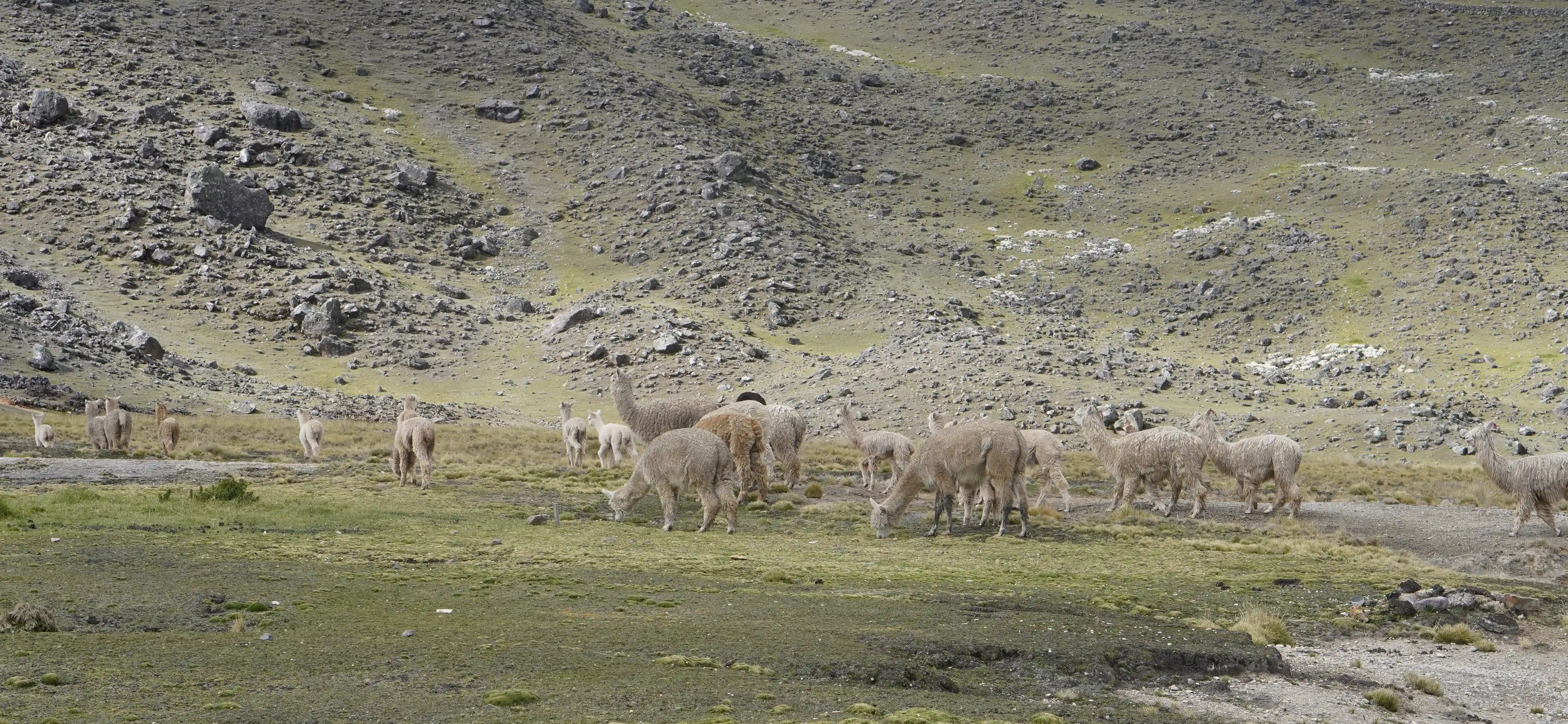 Alpaca herd